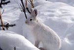 Snowshoe-hare-938420 340.jpg
