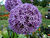 Allium-01.JPG