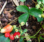 Erdbeeren-september2014-02.JPG