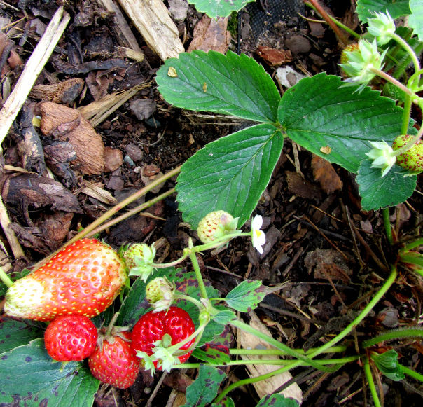 Datei:Erdbeeren-september2014-02.JPG