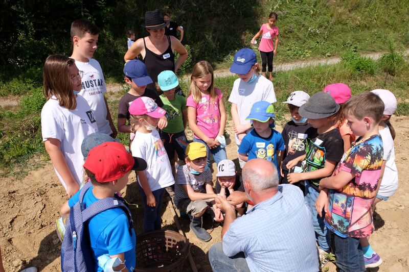 Datei:Klingenbruchhof 2021 Kartoffeln 07.jpg