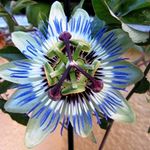 Passionsblume-01.JPG